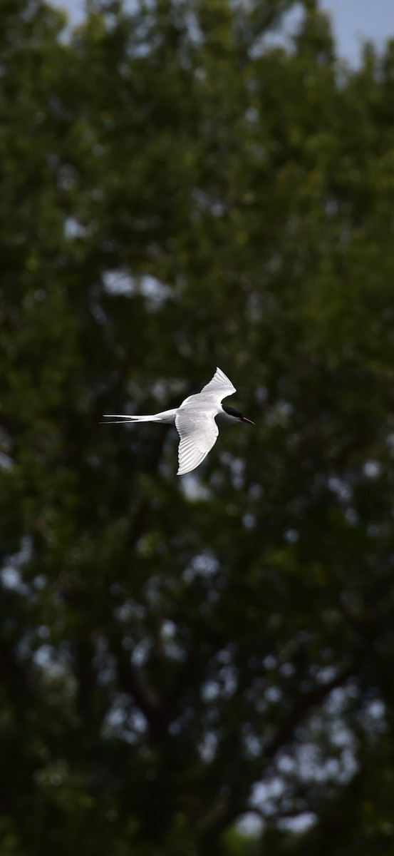 rybák dlouhoocasý - ML634725323