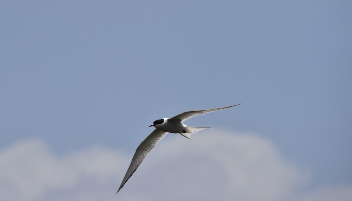 rybák dlouhoocasý - ML634725324