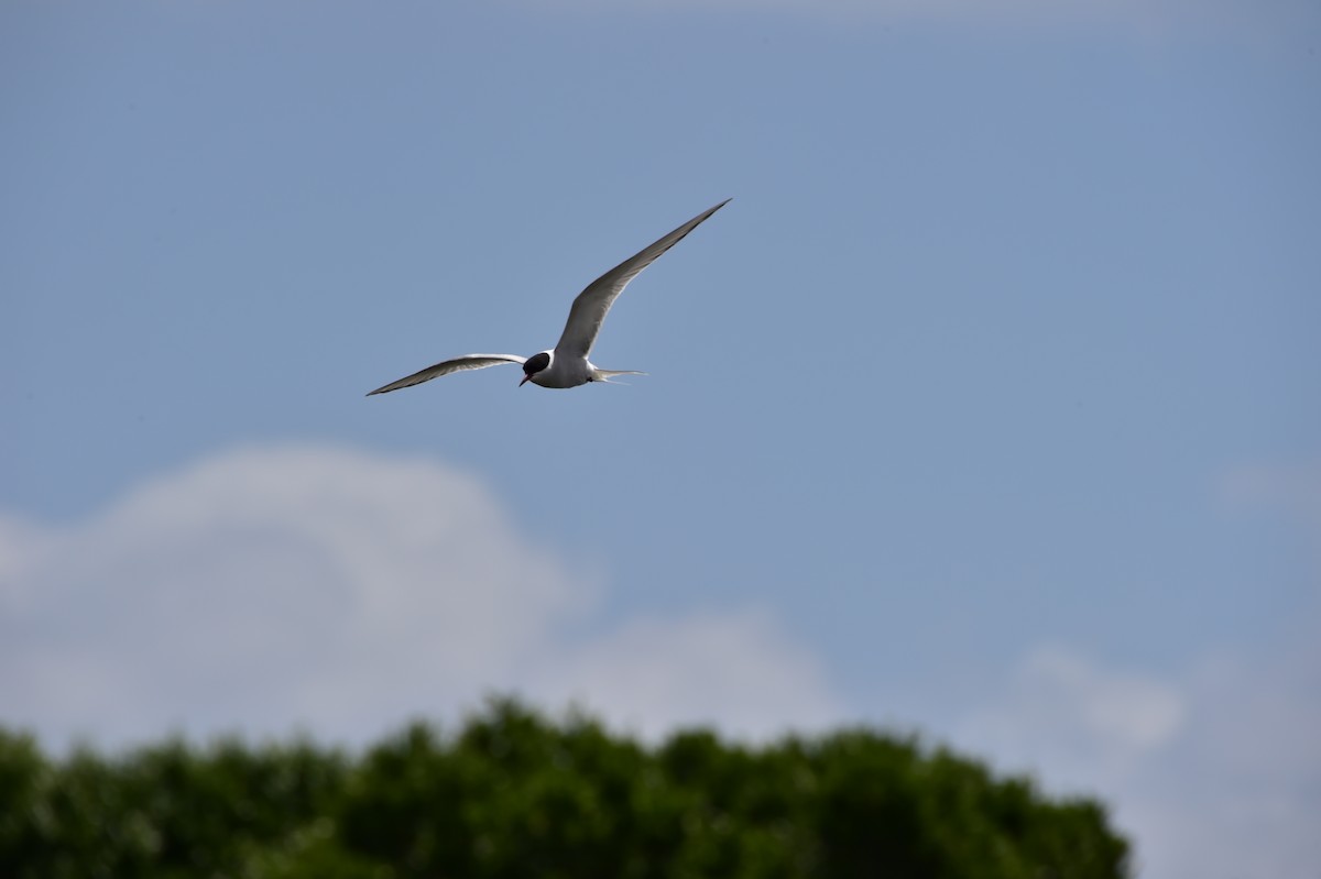 rybák dlouhoocasý - ML634725325