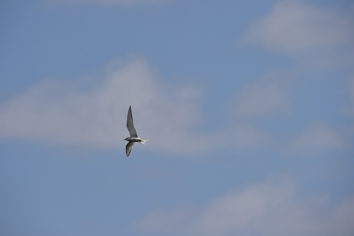 rybák dlouhoocasý - ML634725326