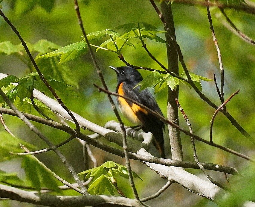 American Redstart - ML634725328