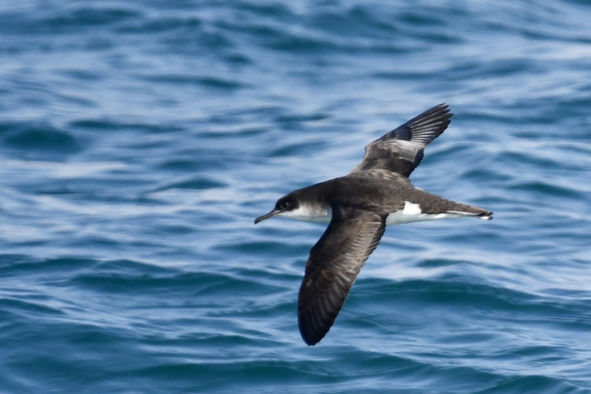Atlantiksturmtaucher - ML634725337