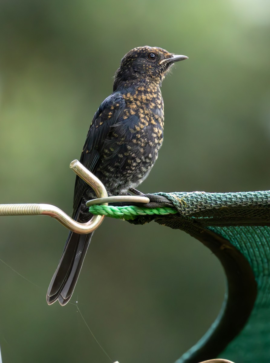 Southern Black-Flycatcher - ML634725352