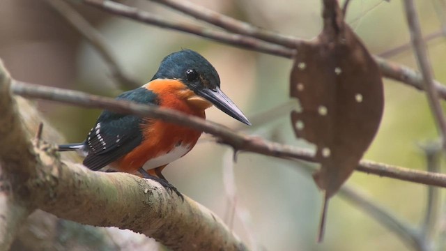 American Pygmy Kingfisher - ML634725492
