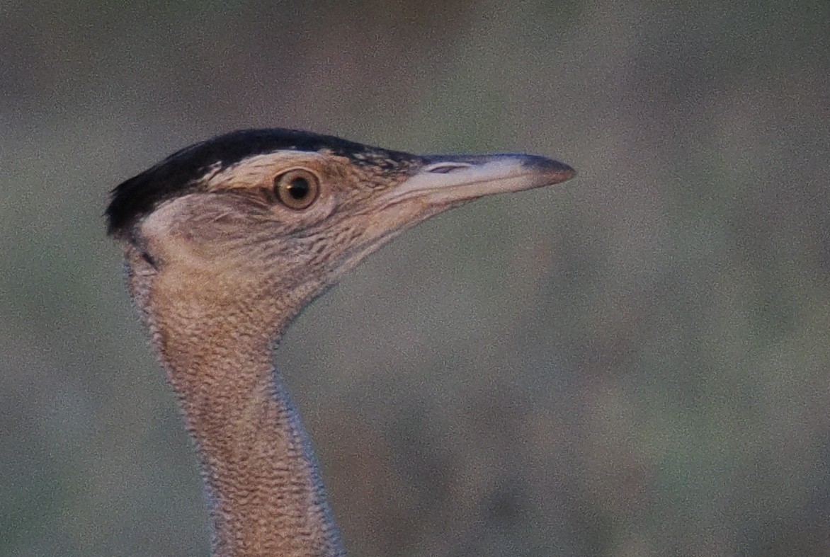 Australian Bustard - ML634725582
