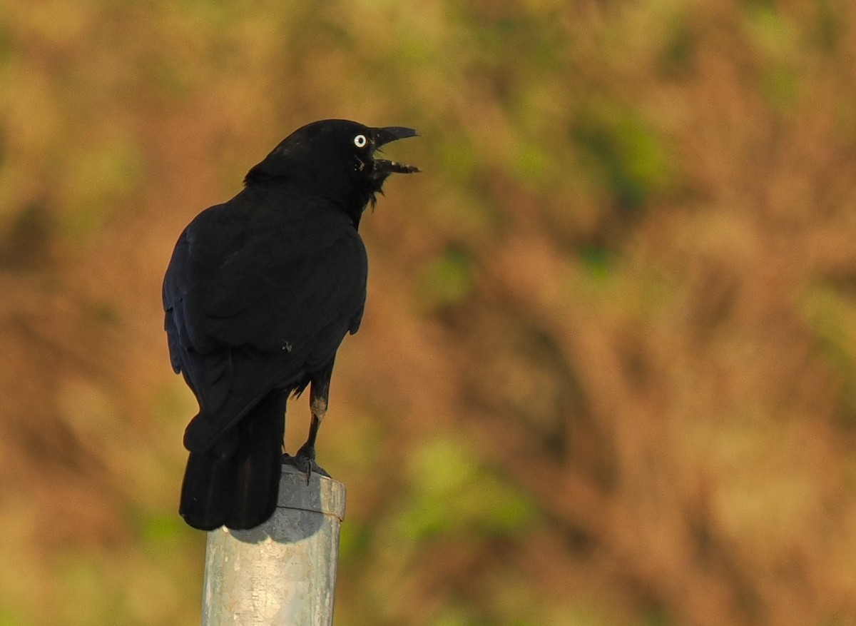 Torresian Crow - ML634725592