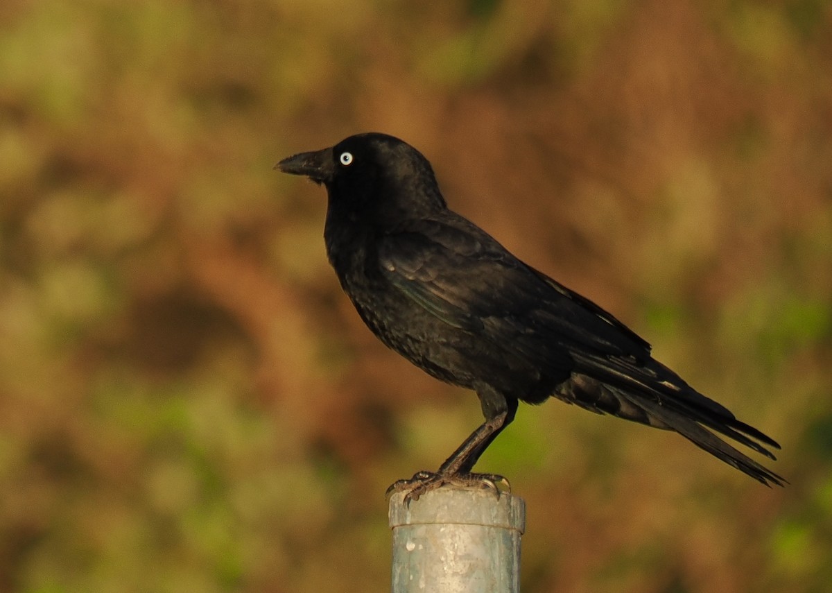 Torresian Crow - ML634725598
