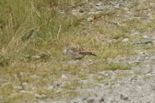 skřivánek krátkoprstý - ML63472561