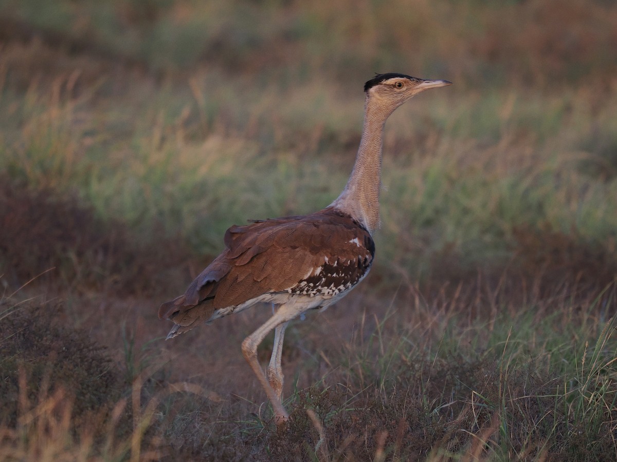 Australian Bustard - ML634725630