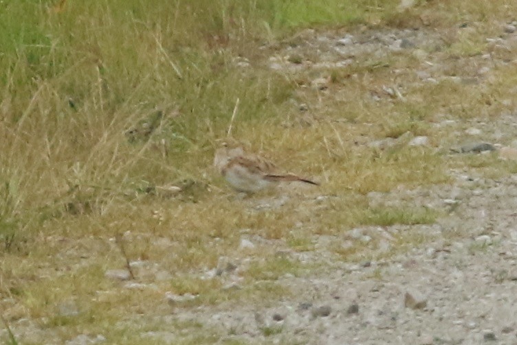 skřivánek krátkoprstý - ML63472571