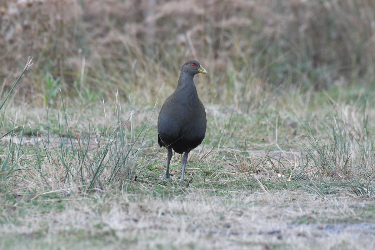 Tasmanian Nativehen - ML634725852