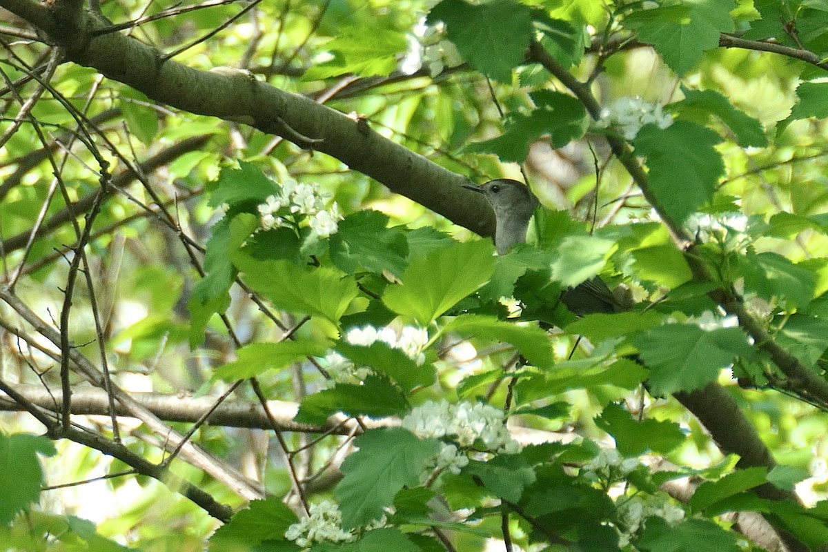 Gray Catbird - ML634725861