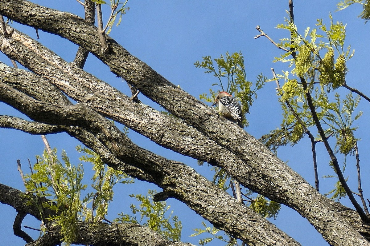Red-bellied Woodpecker - ML634725875