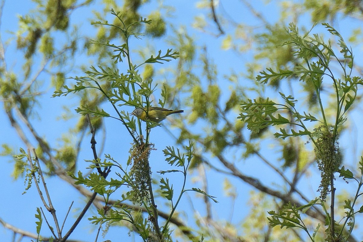 Nashville Warbler - ML634725881
