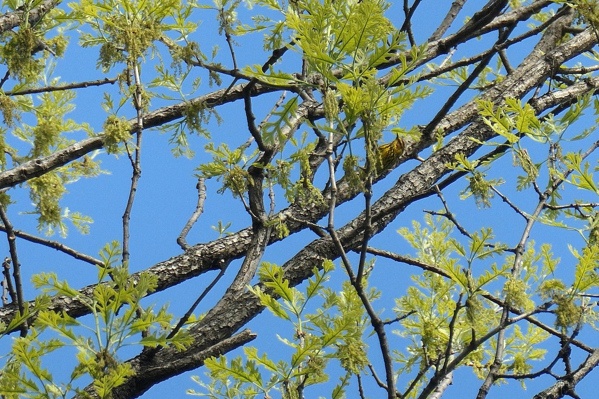 Cape May Warbler - ML634725886