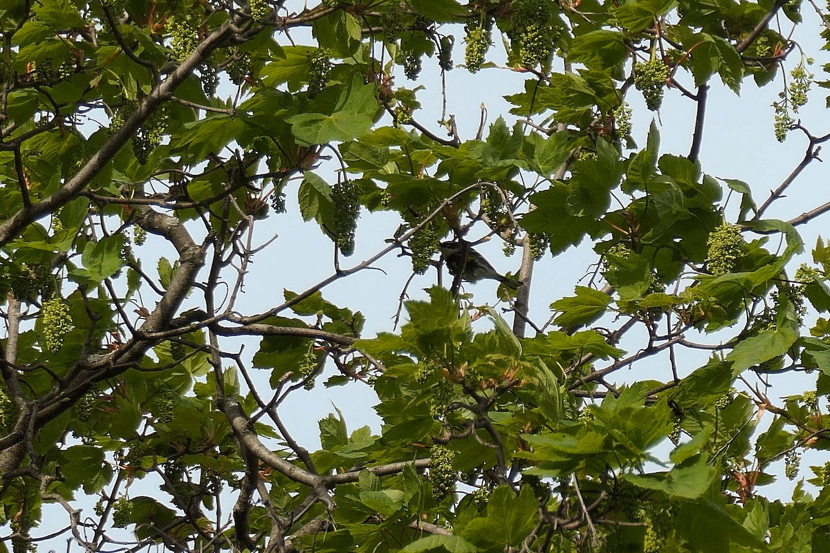 Yellow-rumped Warbler - ML634725890