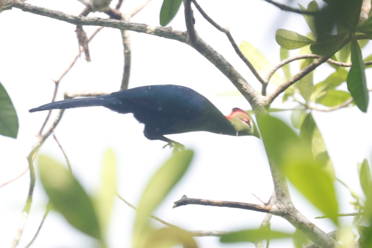 Fischer's Turaco - ML634725907