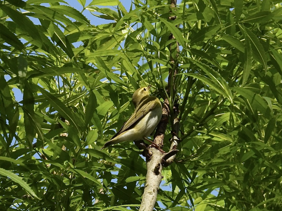 Wood Warbler - ML634725971