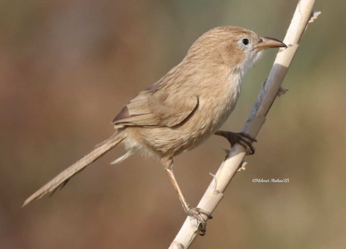 Iraq Babbler - ML634726033
