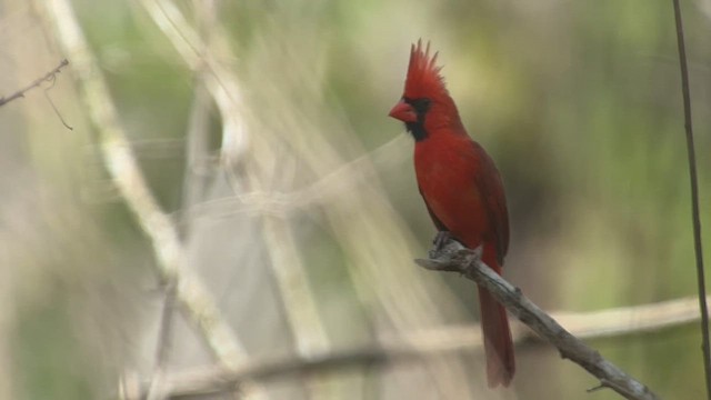 Northern Cardinal - ML634726139