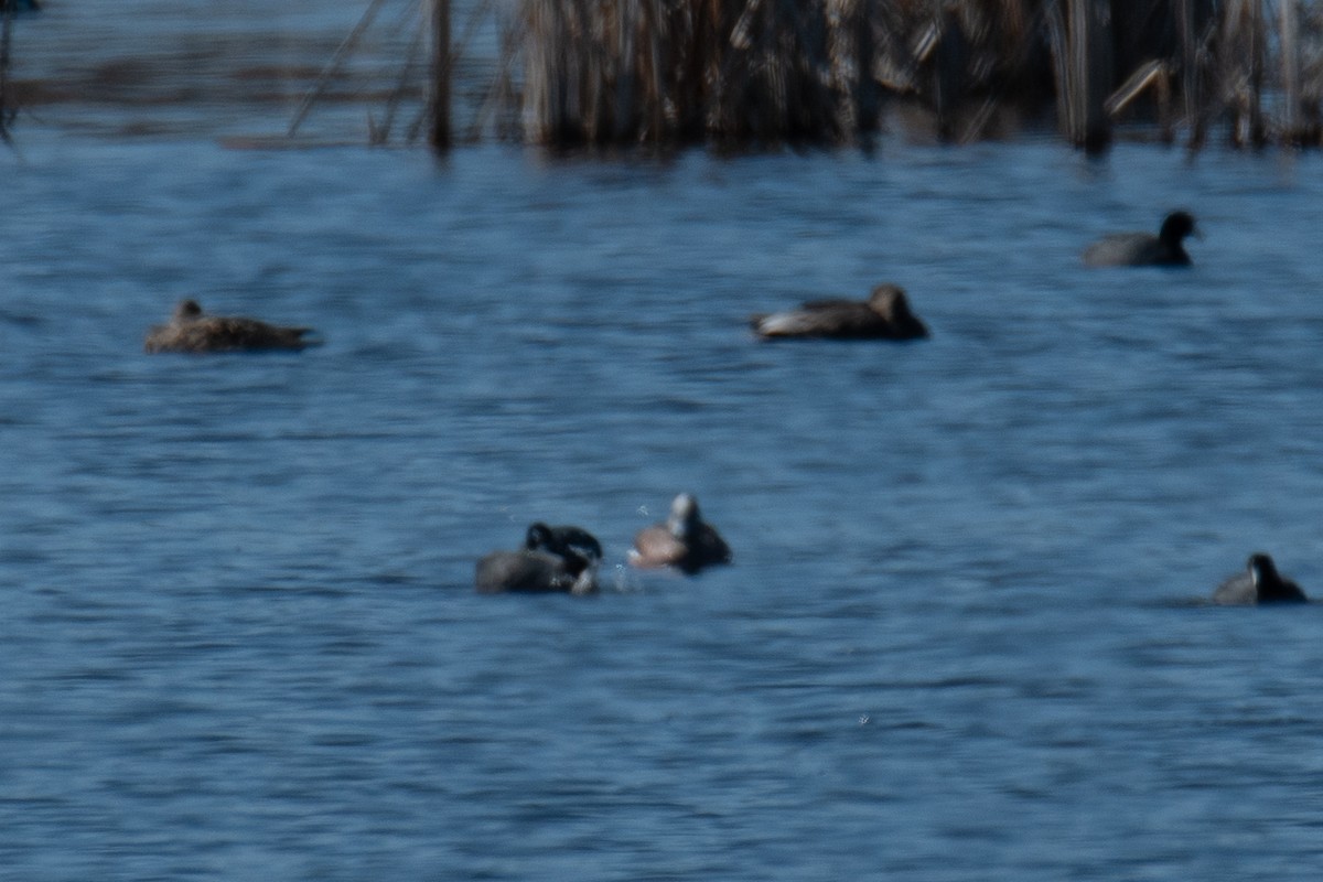 American Wigeon - ML634726499