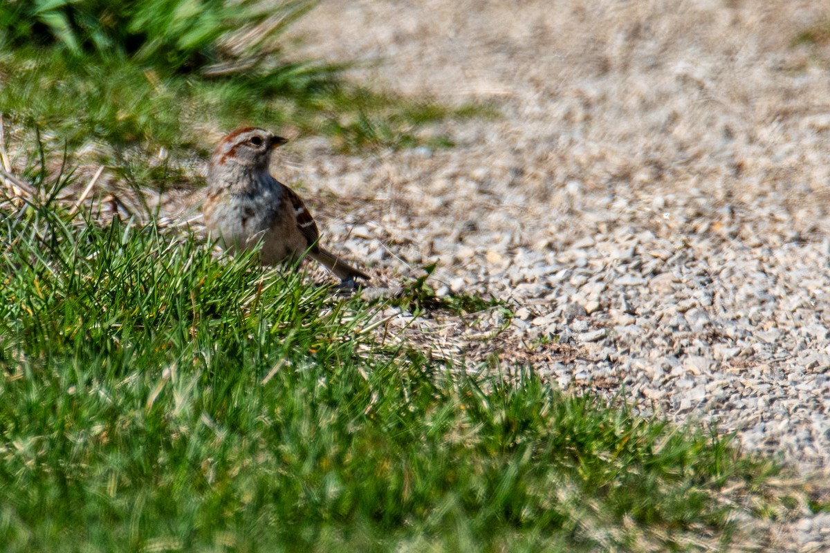 Chipping Sparrow - ML634726590