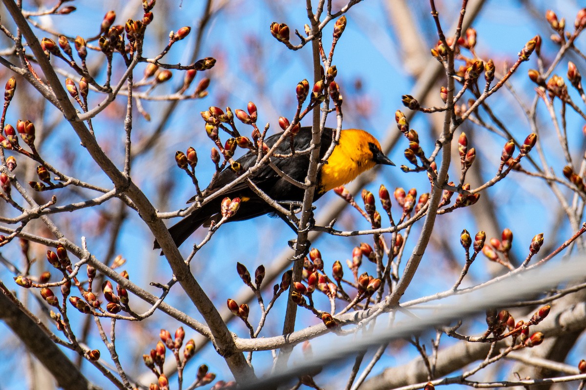 Yellow-headed Blackbird - ML634726617