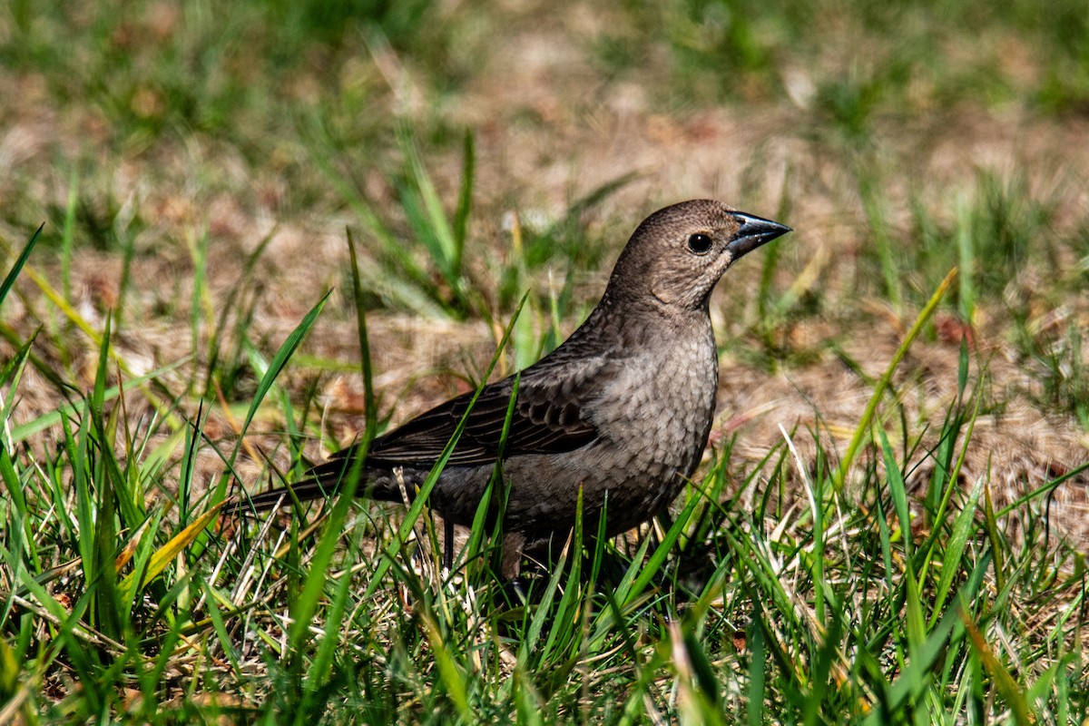 Brown-headed Cowbird - ML634726655