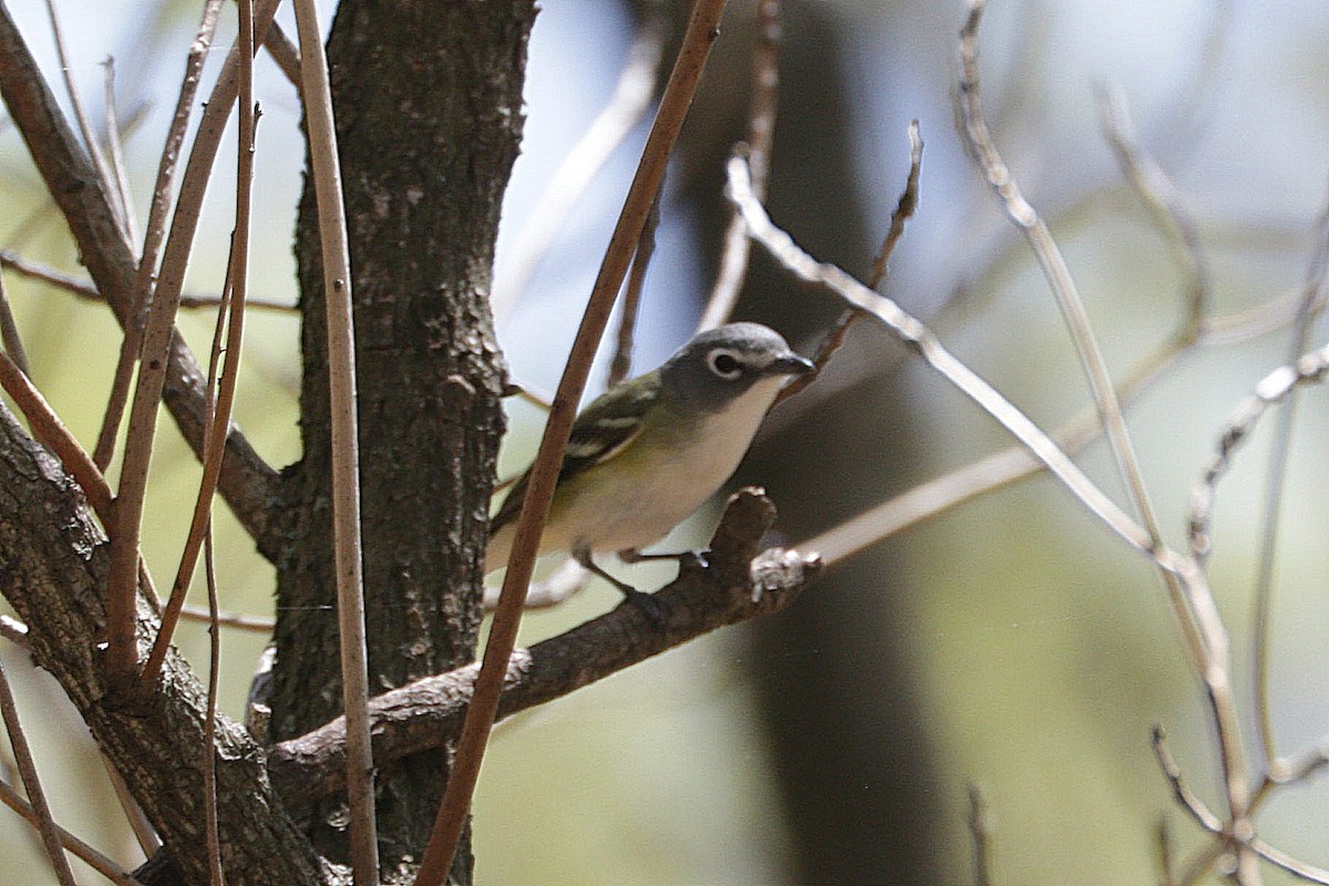 Blue-headed Vireo - ML634726713