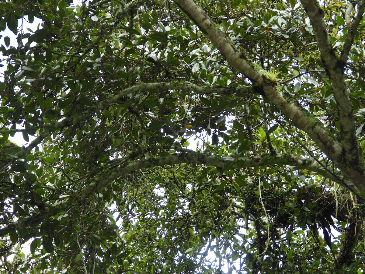 Larvenwaldsänger - ML634726827