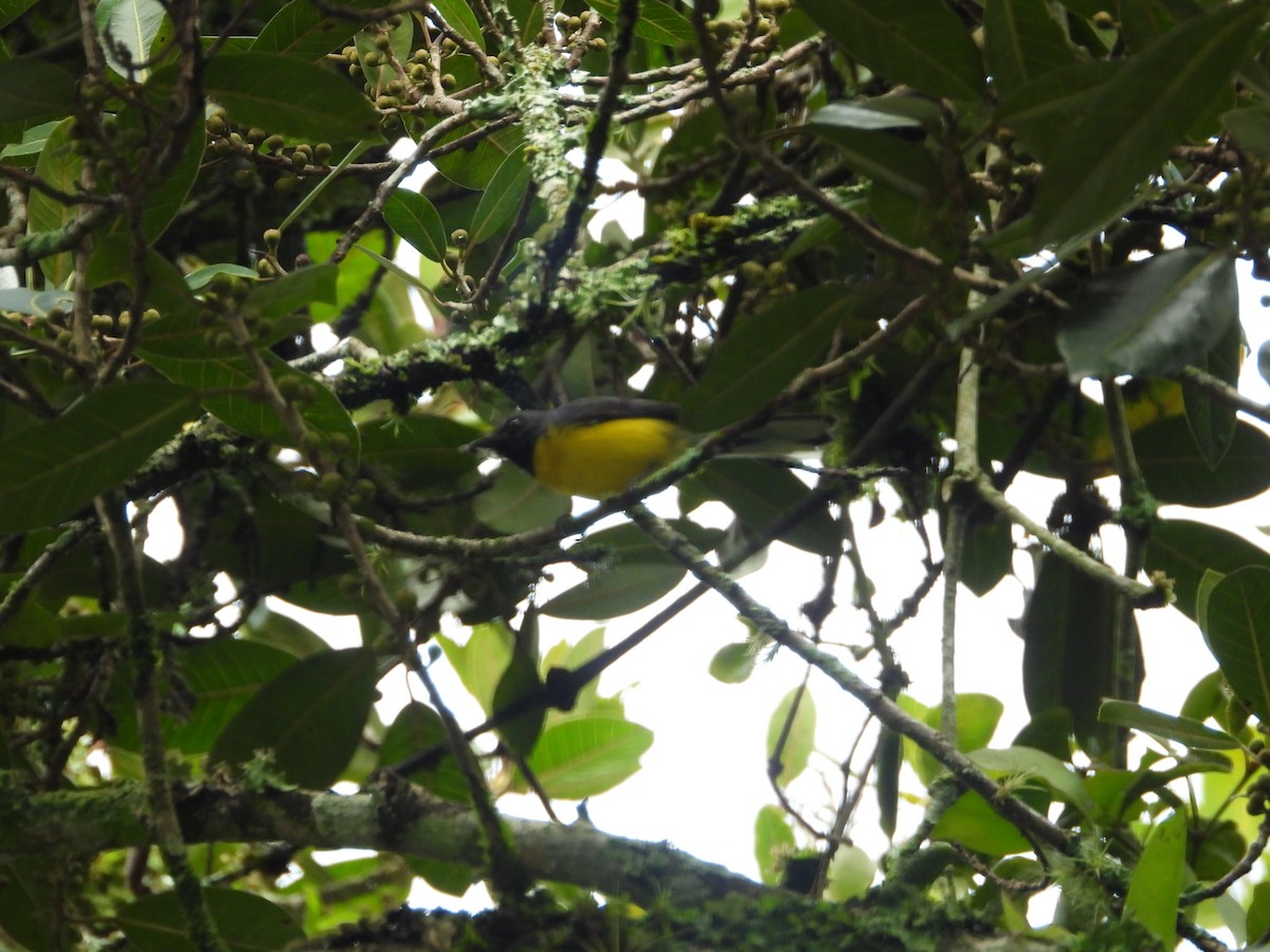 Larvenwaldsänger - ML634726828