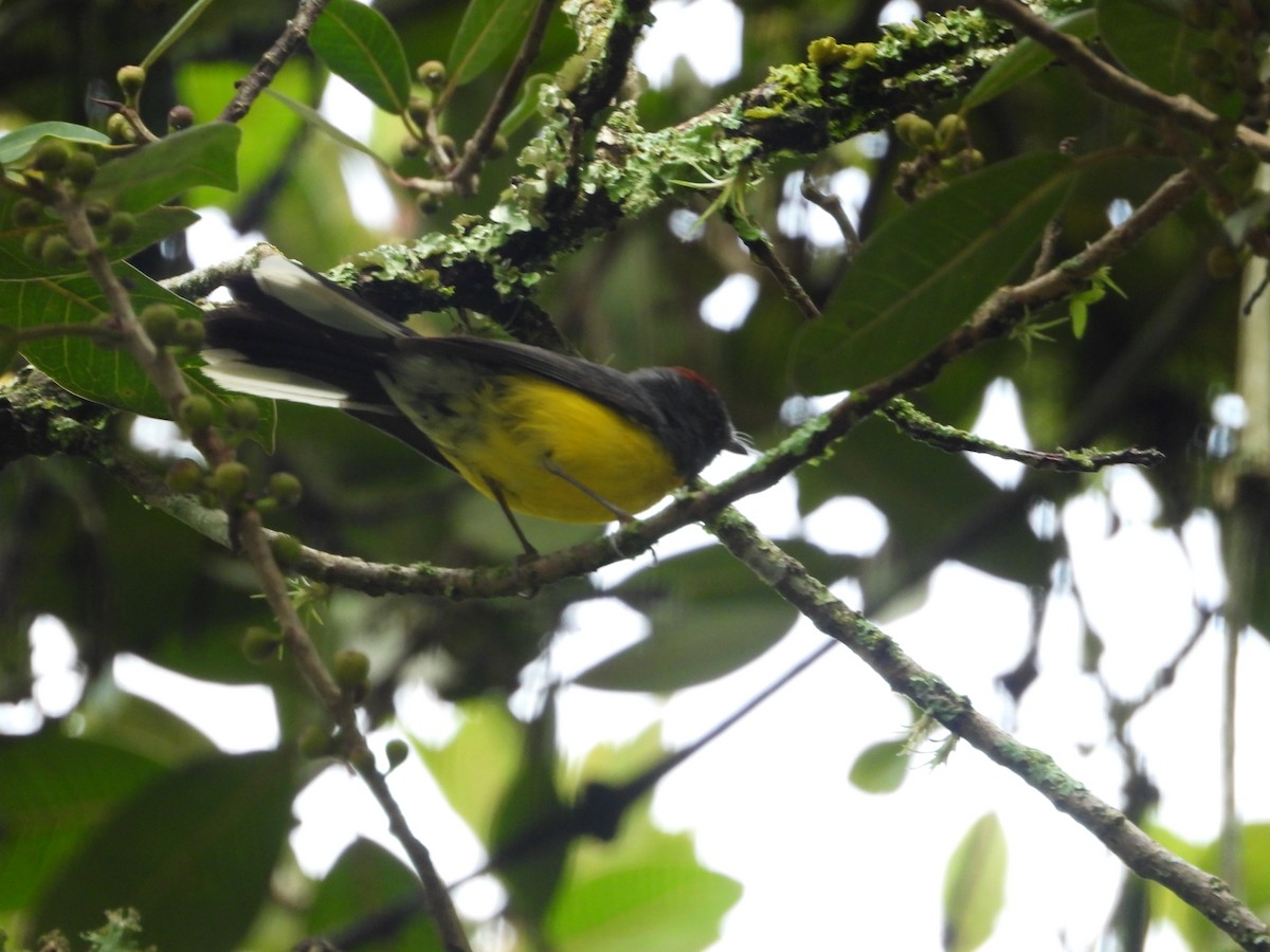 Larvenwaldsänger - ML634726834