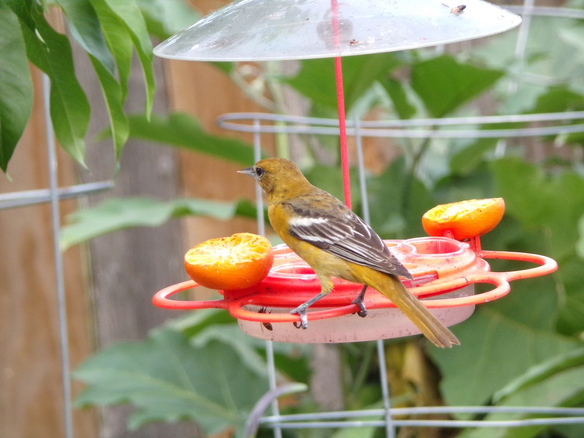 Baltimore Oriole - ML634726894