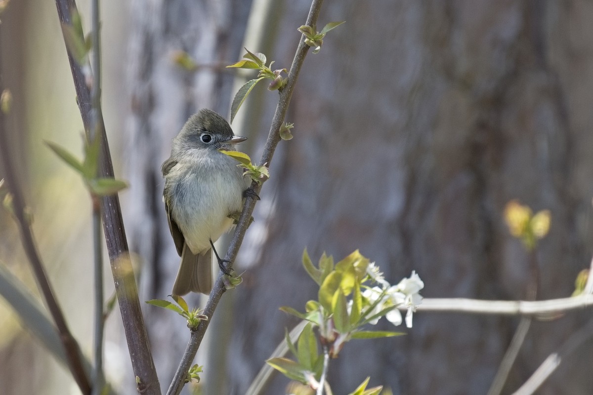 Least Flycatcher - ML634726939