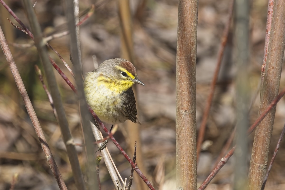 Palm Warbler - ML634727020