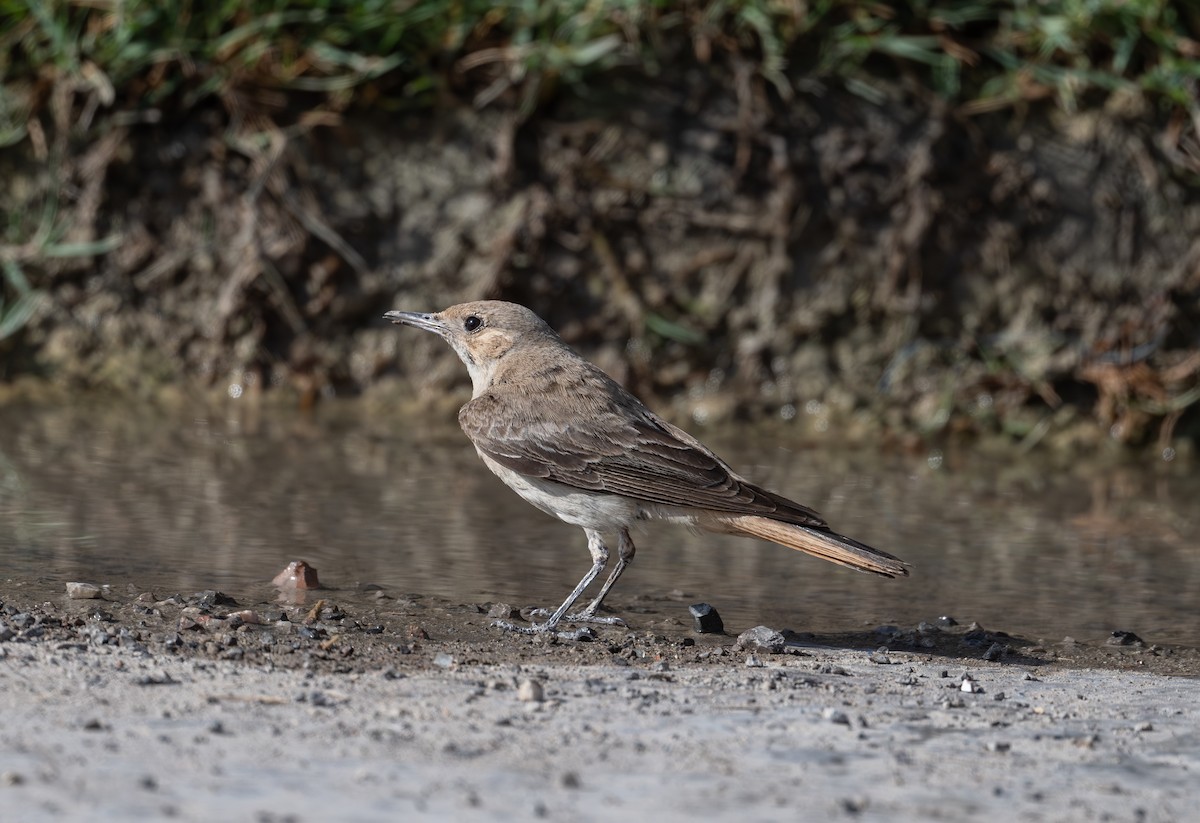 Hooded Wheatear - ML634727031
