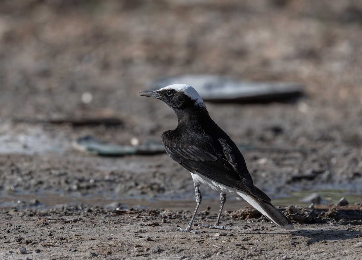 Hooded Wheatear - ML634727032