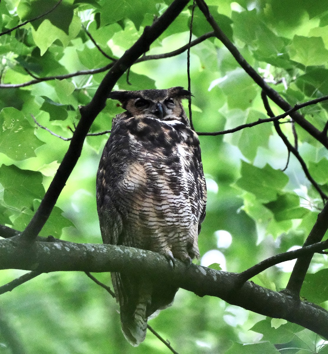 Great Horned Owl - ML634727034