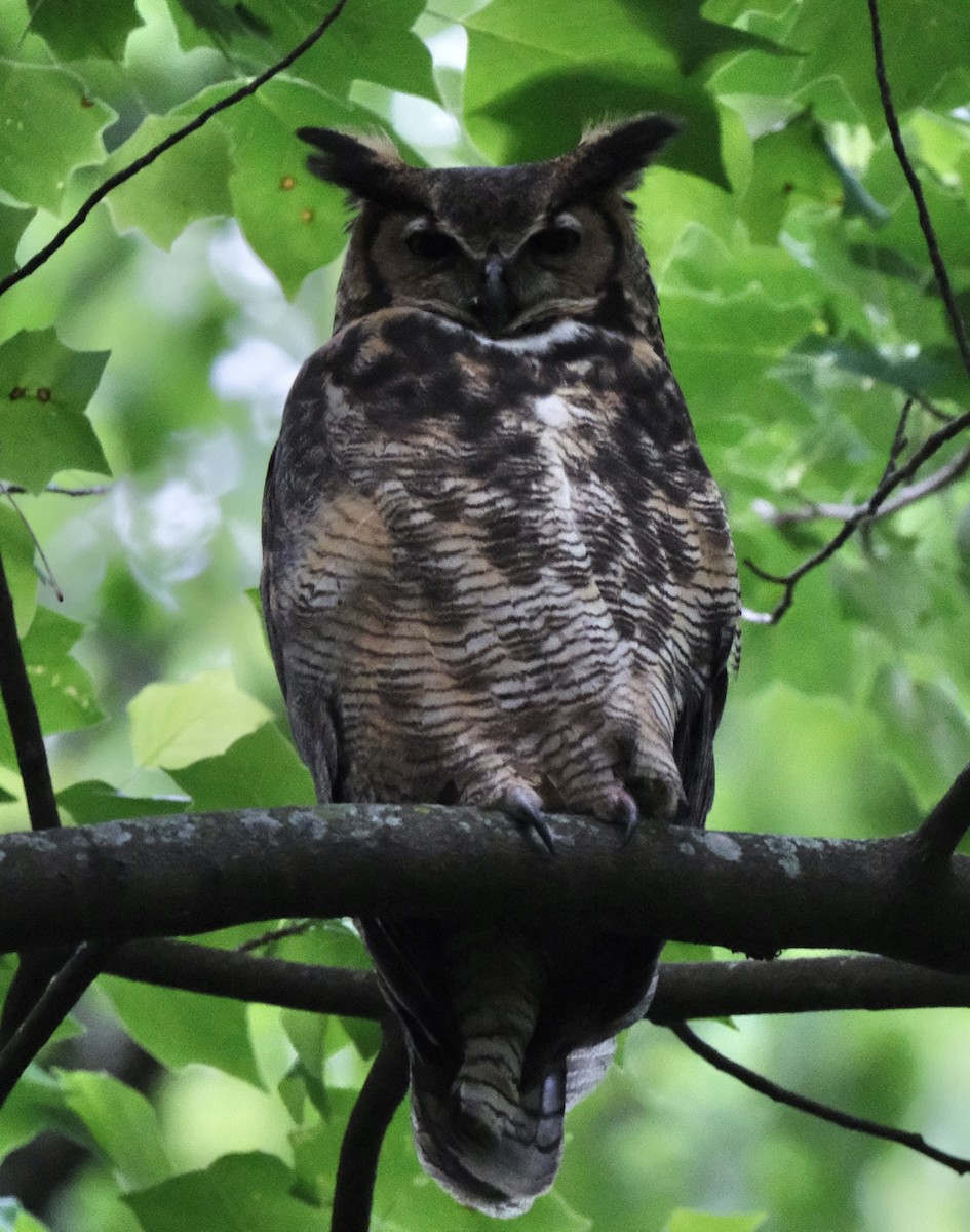 Great Horned Owl - ML634727039