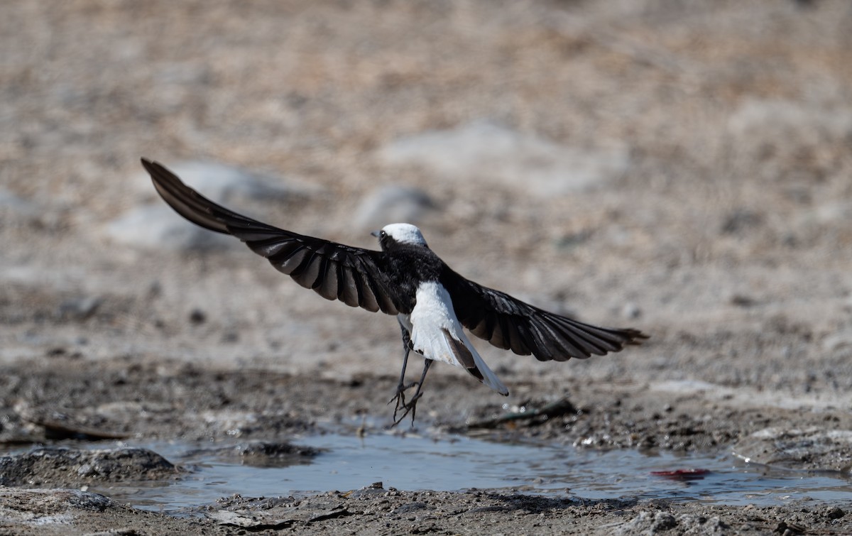 Hooded Wheatear - ML634727041