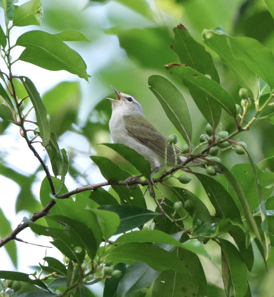 Tennessee Warbler - ML634727057