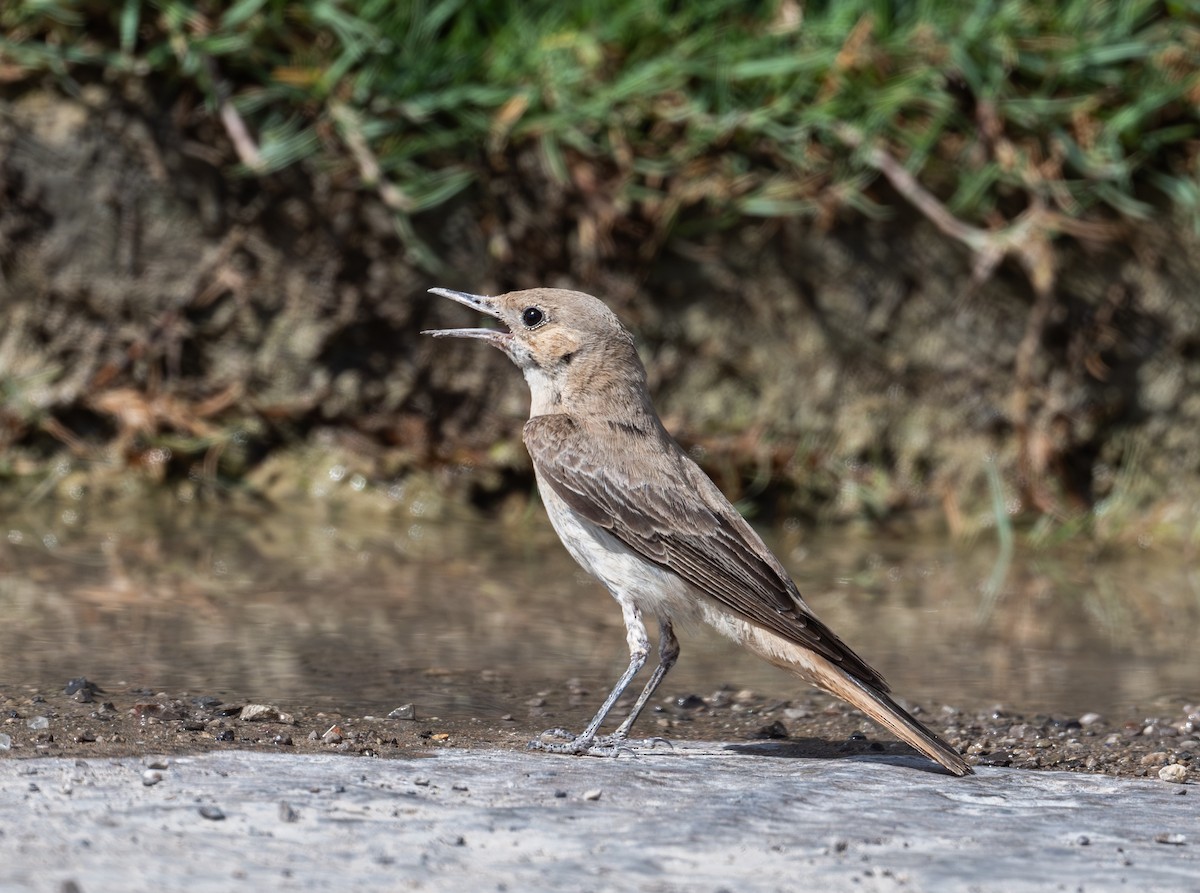 Hooded Wheatear - ML634727070
