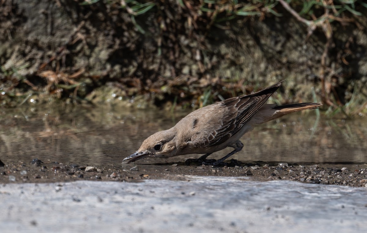 Hooded Wheatear - ML634727071