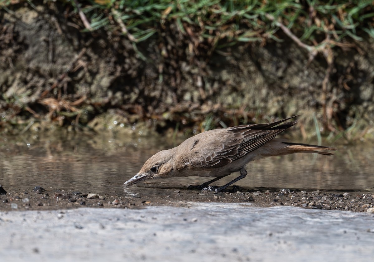 Hooded Wheatear - ML634727072