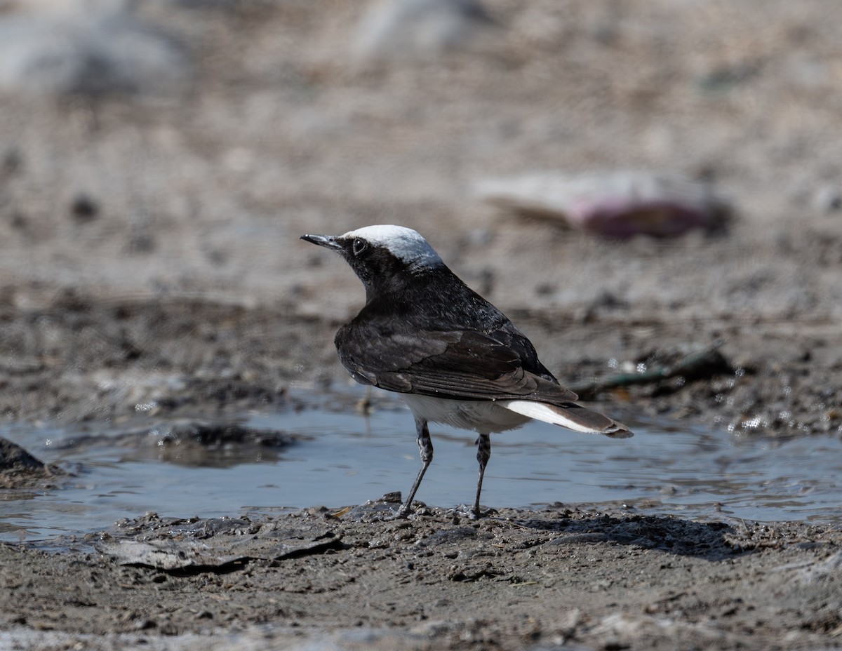 Hooded Wheatear - ML634727093
