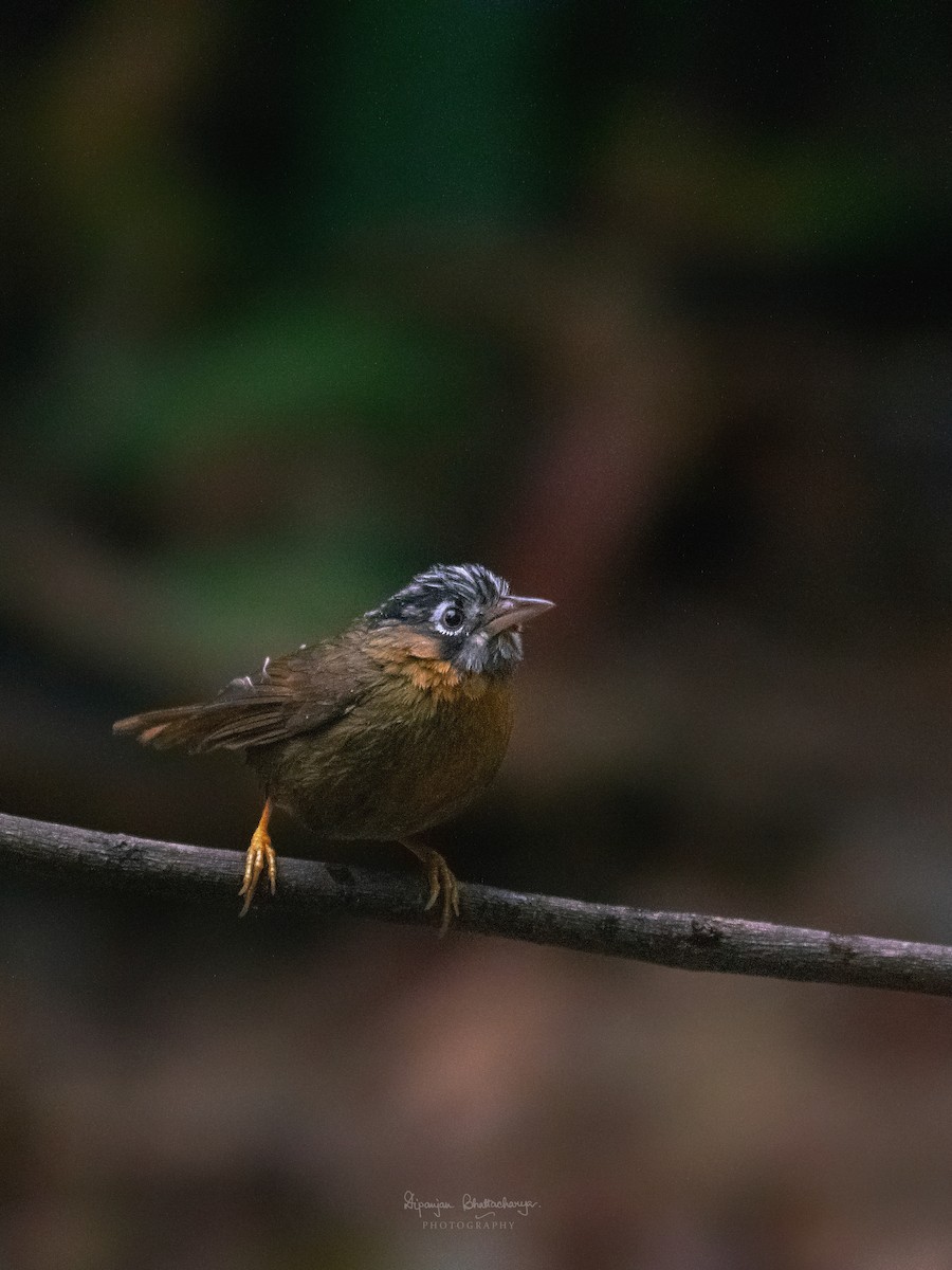 Gray-throated Babbler - ML634727217