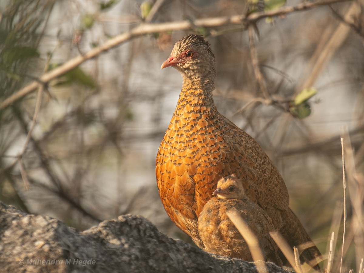 Red Spurfowl - ML634727274
