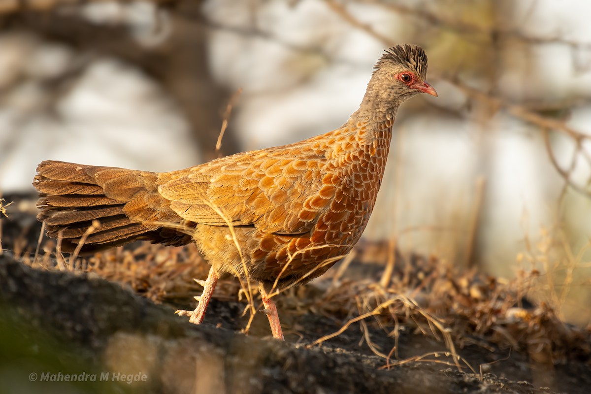 Red Spurfowl - ML634727276