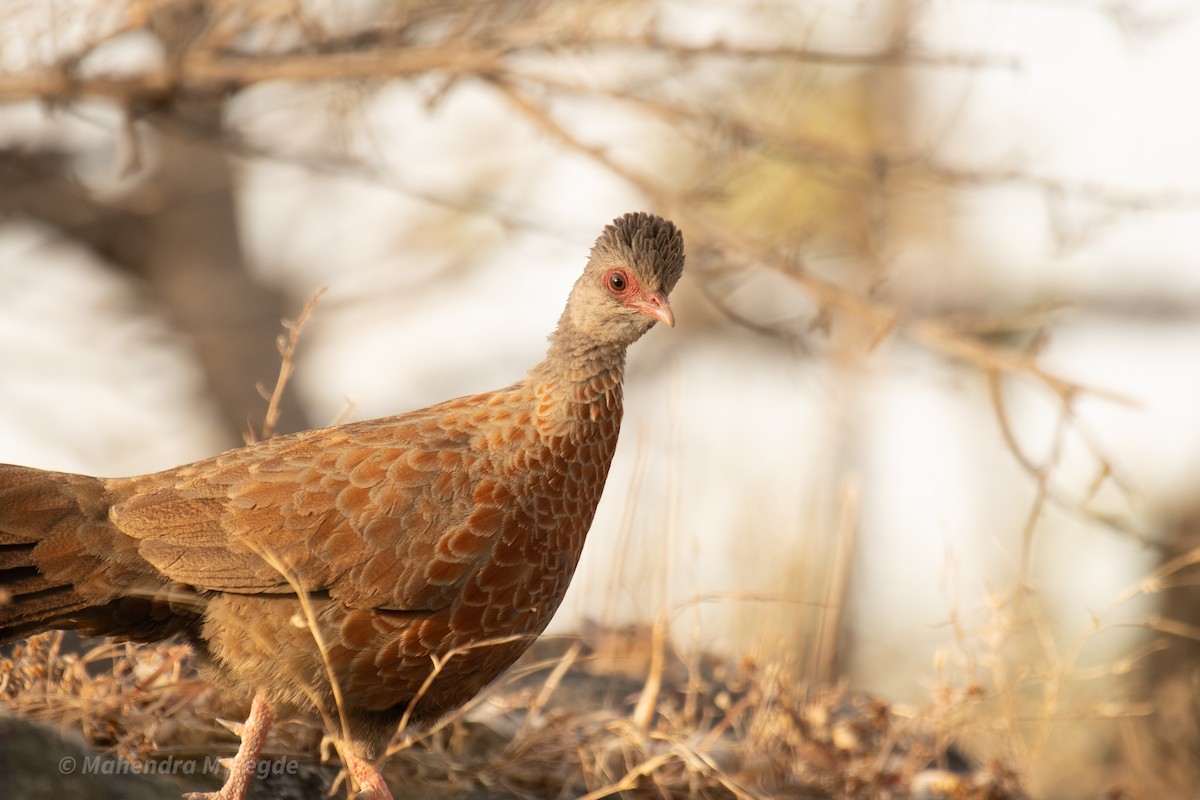 Red Spurfowl - ML634727277