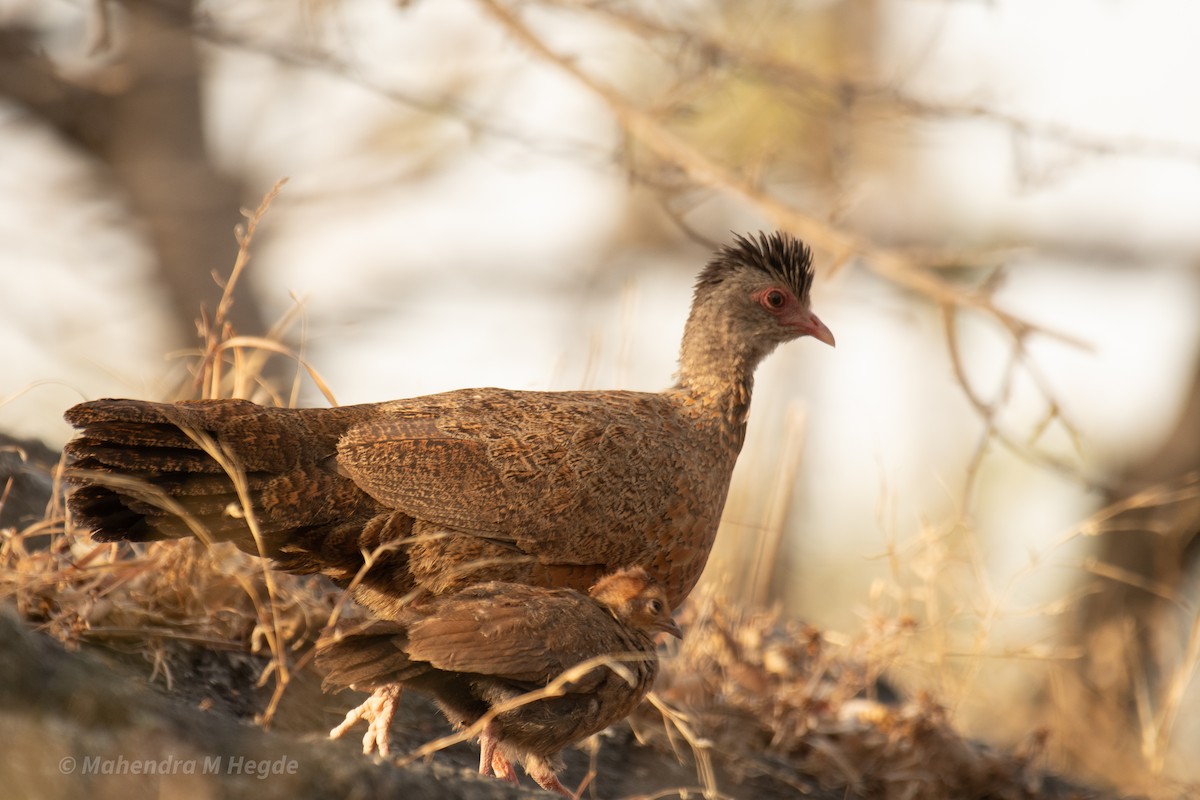 Red Spurfowl - ML634727278